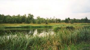 Přírodní rezervace Černý rybník - Klíny